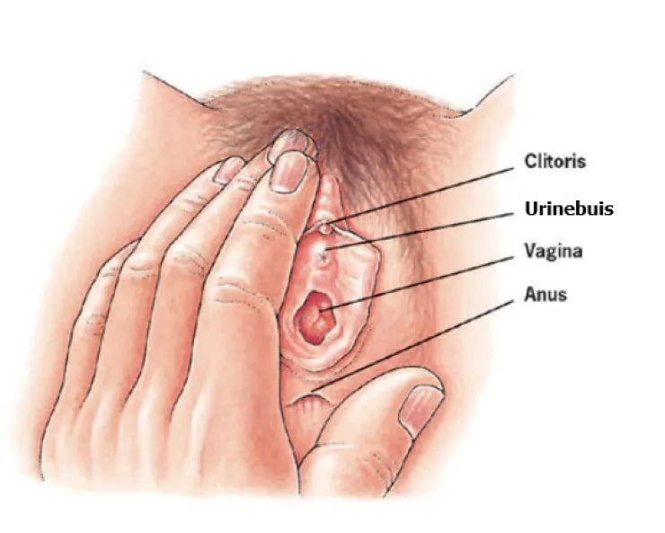 Illustratie bij informatief artikel over blaasontsteking seks bij De Paarse Keizerin met medisch advies en informatie