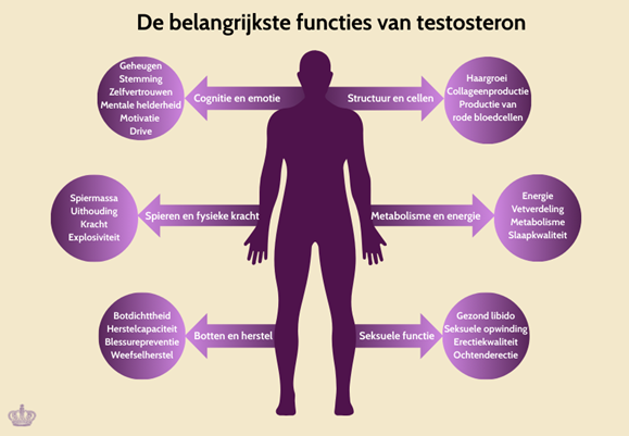 Illustratie bij informatief artikel over testo verhogen 40 hoofd bij De Paarse Keizerin met medisch advies
