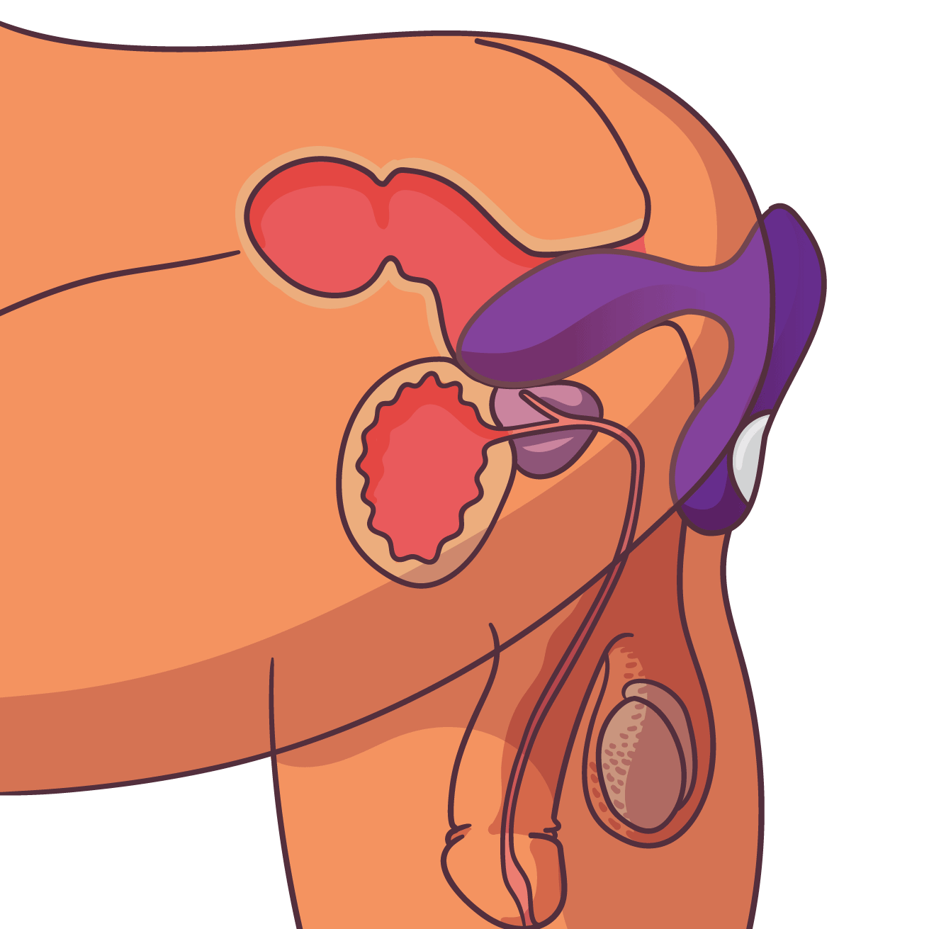 Productfoto bij keuzehulp over prostaat massager gids bij De Paarse Keizerin met eerlijk advies en productoverzicht